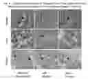 Fig. 05 - Chimeral polypeptide composition for cross-placenta delivery