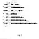 Fig. 02 - Multicopy-integration of heterologous genes and expression in 