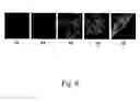 Fig. 07 - Multicopy-integration of heterologous genes and expression in 