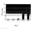 Fig. 08 - Multicopy-integration of heterologous genes and expression in 