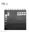 Fig. 02 - Compositions and Methods for Isolation of Biological Molecules