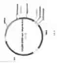 Fig. 07 - Interferon-alpha polypeptides and conjugates
