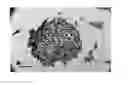 Fig. 01 - Method for the discrimination and isolation of mammary epithelial stem and colony-forming cells