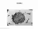 Fig. 02 - Method for the discrimination and isolation of mammary epithelial stem and colony-forming cells