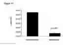 Fig. 12 - Global regulator of morphogenesis and pathogenicity in dimorphic fungi and uses thereof