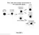Fig. 02 - Method of cell isolation