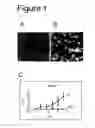 Fig. 02 - BIOCOMPATIBLE SCAFFOLDS AND ADIPOSE-DERIVED STEM CELLS