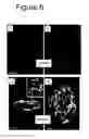 Fig. 08 - BIOCOMPATIBLE SCAFFOLDS AND ADIPOSE-DERIVED STEM CELLS
