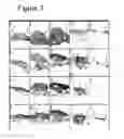 Fig. 09 - BIOCOMPATIBLE SCAFFOLDS AND ADIPOSE-DERIVED STEM CELLS