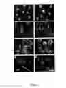 Fig. 02 - Human Stem Cell Materials and Methods