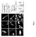 Fig. 06 - Materials and Methods Relating to Cell Cycle Control