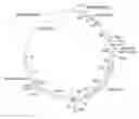 Fig. 01 - Nucleic acids encoding 7C10 and 16C10 CD80-specific antibodies