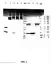 Fig. 02 - Inhibition of secretion from non-neuronal cells