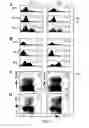 Fig. 02 - Methods of Evaluating Efficacy of an Immune Response by Assesing Alpha-1 Integrin Expression