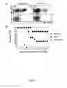 Fig. 06 - Methods of Evaluating Efficacy of an Immune Response by Assesing Alpha-1 Integrin Expression