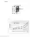 Fig. 07 - Glycosylated polypeptides produced in yeast mutants and methods of use thereof