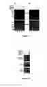 Fig. 14 - Glycosylated polypeptides produced in yeast mutants and methods of use thereof