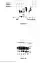 Fig. 19 - Glycosylated polypeptides produced in yeast mutants and methods of use thereof