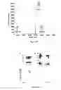 Fig. 20 - Glycosylated polypeptides produced in yeast mutants and methods of use thereof