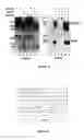 Fig. 22 - Glycosylated polypeptides produced in yeast mutants and methods of use thereof