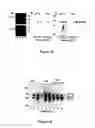 Fig. 29 - Glycosylated polypeptides produced in yeast mutants and methods of use thereof
