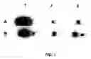 Fig. 02 - Method to reduce the physiologic effects of drugs on mammals