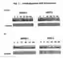 Fig. 02 - Silencing RNA molecules and their use in bone formation