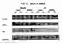 Fig. 03 - Silencing RNA molecules and their use in bone formation