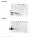 Fig. 85 - Protease resistant mutant of human HMGB1 high affinity binding domain Box-A (HMGB1 Box-A)