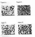 Fig. 02 - Spray freeze-dried compositions