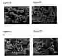 Fig. 03 - Spray freeze-dried compositions
