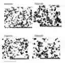 Fig. 07 - Spray freeze-dried compositions