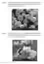 Fig. 04 - Inhalation Powder Containing the CGRP antagonist BIBN4096 and Process for the Preparation Thereof