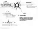 Fig. 01 - Water-Soluble Nanoparticles Stabilized with Multi-Functional Group Ligands and Method of Preparation Thereof
