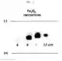 Fig. 06 - Water-Soluble Nanoparticles Stabilized with Multi-Functional Group Ligands and Method of Preparation Thereof