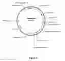 Fig. 06 - Actin regulatory elements for use in plants