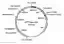 Fig. 01 - Fungal lipolytic enzymes, nucleic acids encoding, and uses thereof