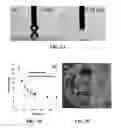 Fig. 09 - Nanoparticle coatings and methods of making