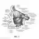 Fig. 04 - Training aid for a dental injection