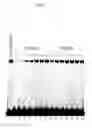 Fig. 11 - Biologically-active DNA-binding sites and related methods