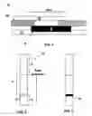Fig. 02 - Test strip for lateral flow assays