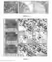 Fig. 02 - Quantifiable internal reference standards for immunohistochemistry and uses thereof