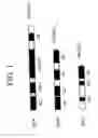 Fig. 02 - PUFA polyketide synthase systems and uses thereof