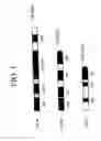 Fig. 02 - PUFA polyketide synthase systems and uses thereof