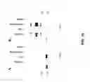 Fig. 11 - ISOLATED LECTIN POLYPEPTIDES CONSISTING OF TRUNCATED MAMMALIAN UDP-GalNAc:POLYPEPTIDE N- ACETYLGALACTOSAMINYLTRANSFERASES