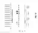 Fig. 13 - ISOLATED LECTIN POLYPEPTIDES CONSISTING OF TRUNCATED MAMMALIAN UDP-GalNAc:POLYPEPTIDE N- ACETYLGALACTOSAMINYLTRANSFERASES