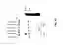 Fig. 14 - ISOLATED LECTIN POLYPEPTIDES CONSISTING OF TRUNCATED MAMMALIAN UDP-GalNAc:POLYPEPTIDE N- ACETYLGALACTOSAMINYLTRANSFERASES