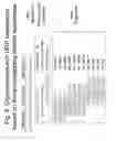 Fig. 06 - Unstructured recombinant polymers and uses thereof
