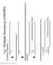 Fig. 19 - Unstructured recombinant polymers and uses thereof