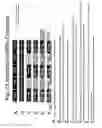 Fig. 24 - Unstructured recombinant polymers and uses thereof